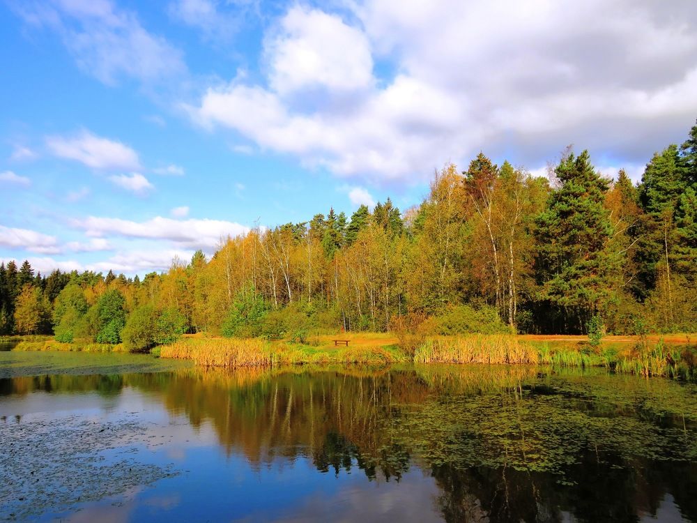 Осень на пруду