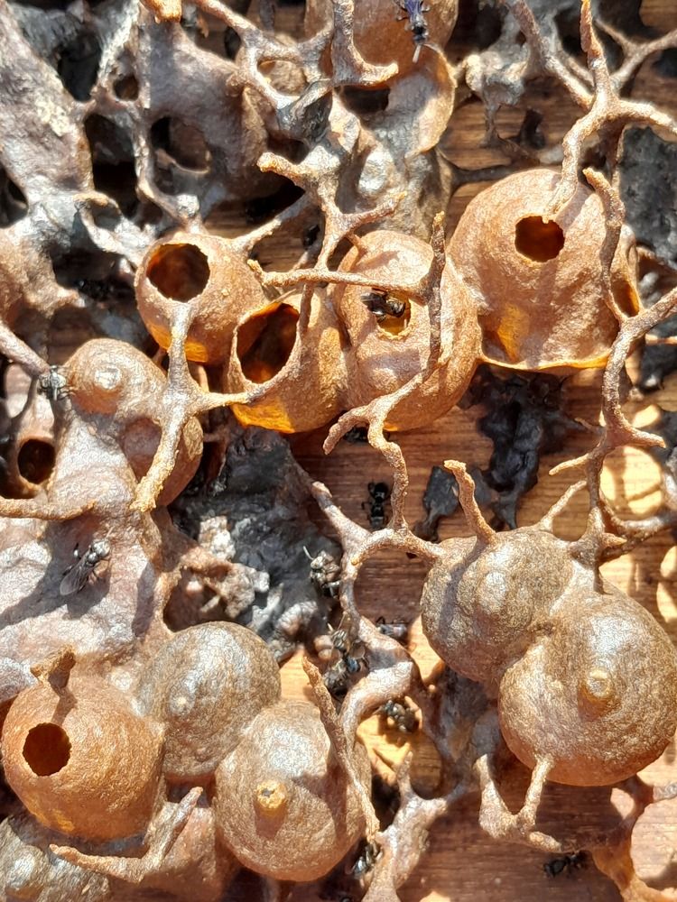 Фотография автора Zulfa