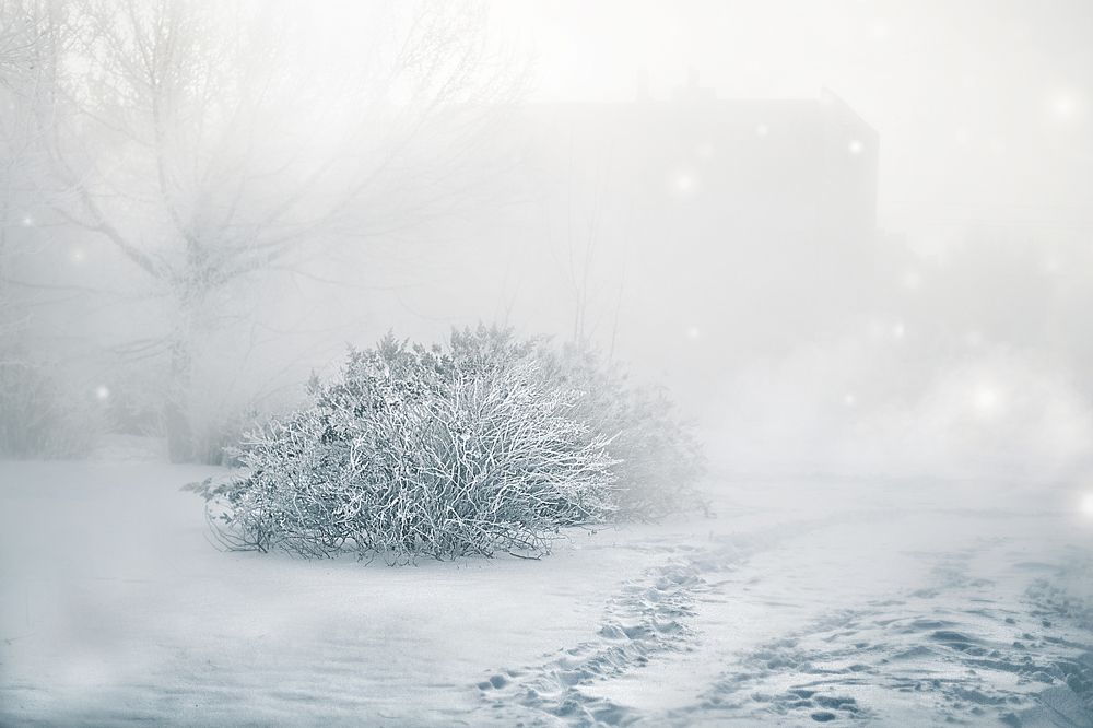 Сквозь морозный туман