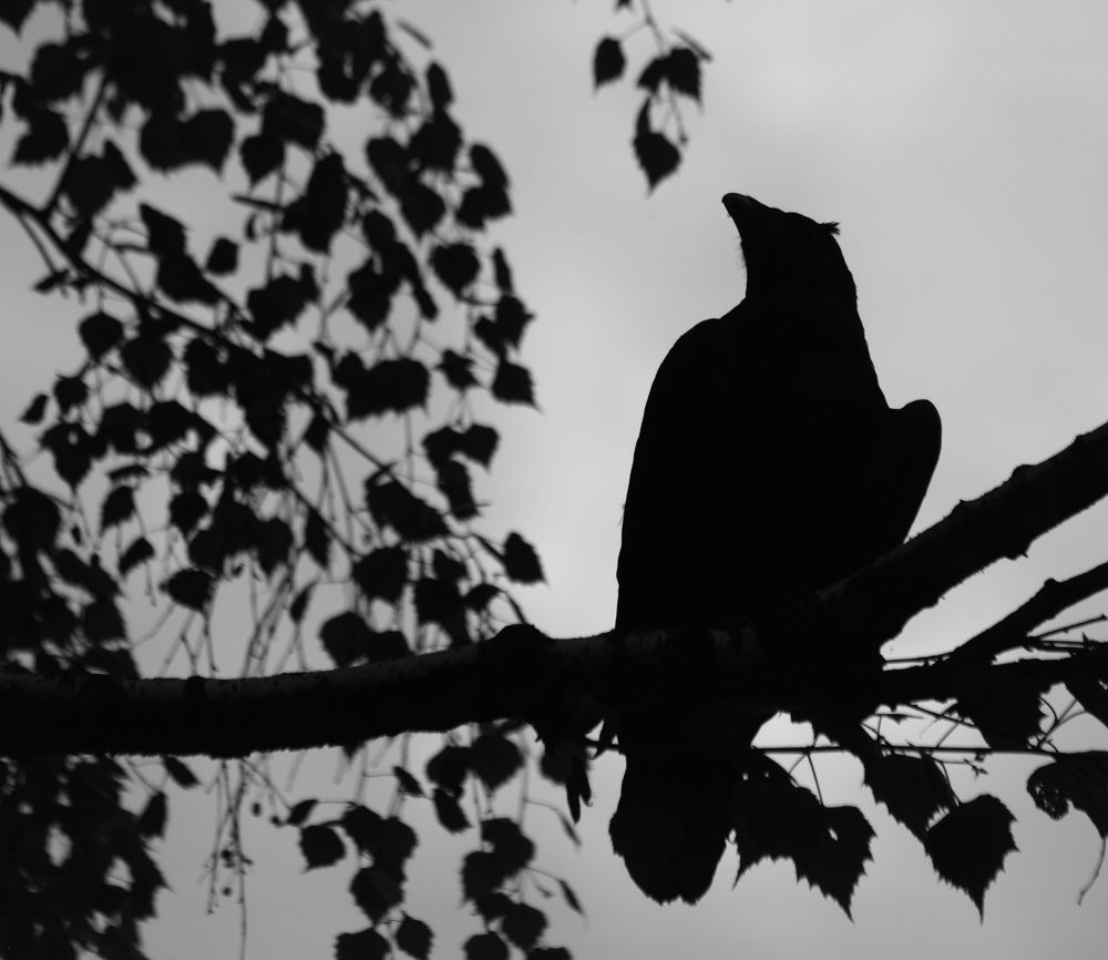 Photograph by Сергей Рябов