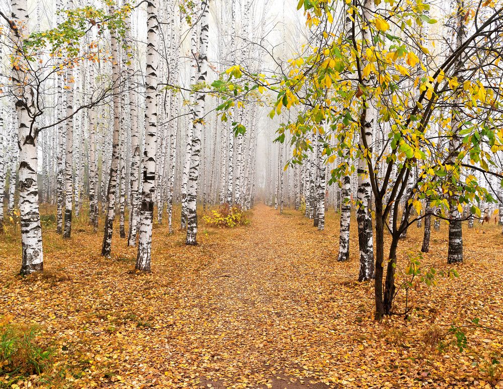 Фотография автора Карепанов Евгений