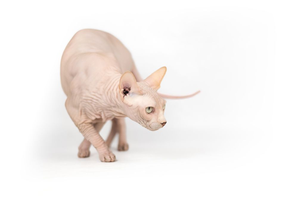 Фотография автора Ana Sánchez