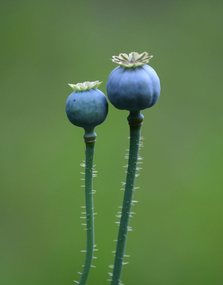 Photograph by Станислав Вершинин