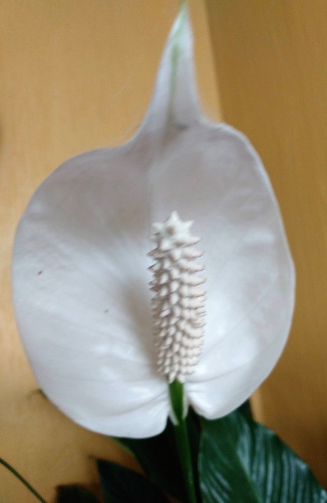 Photograph by José Luis Mendoza Machado