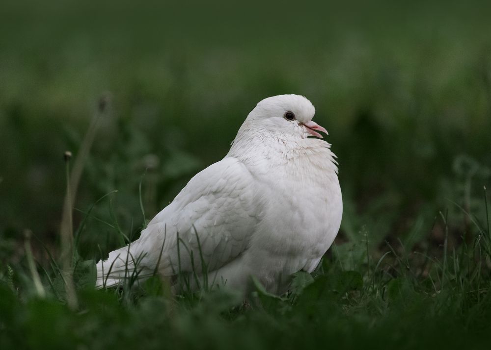 Photograph by Vania Tonova