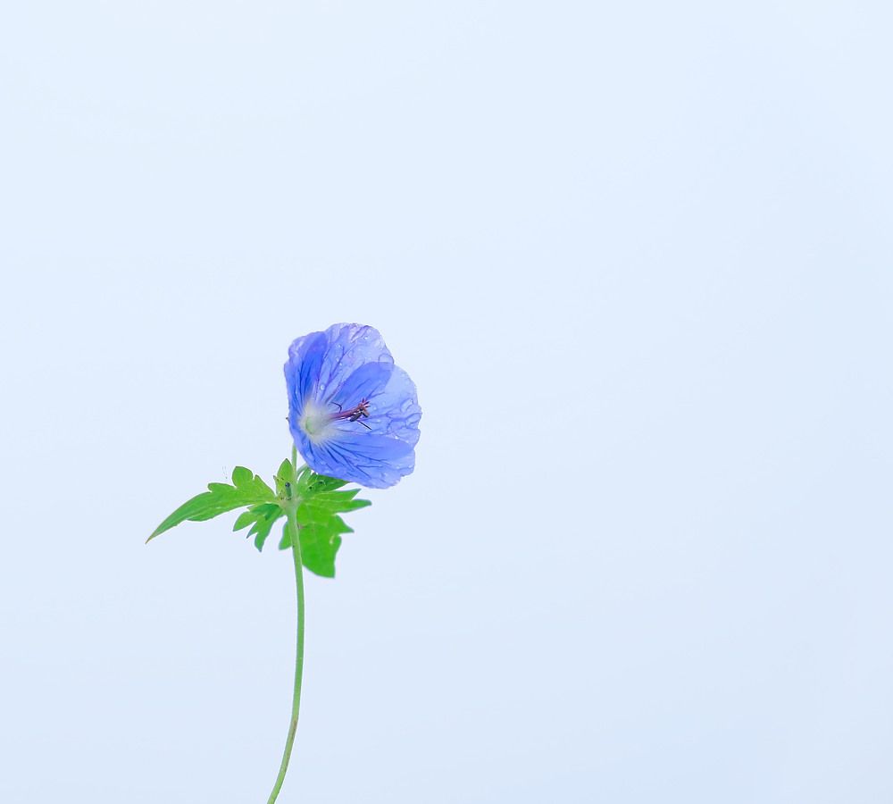 Photograph by lyudmila Soloveva