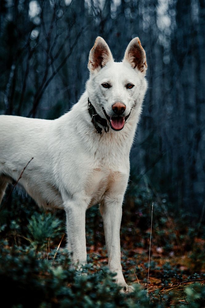 Photograph by Григорий Шишонков