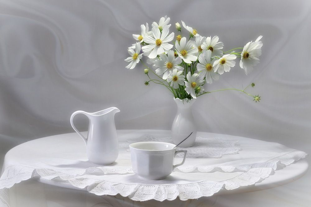 Белая  Космея