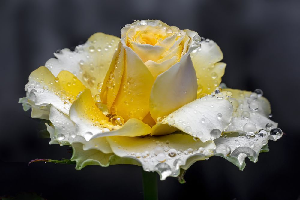 Фотография автора NeCoTi ChonTin