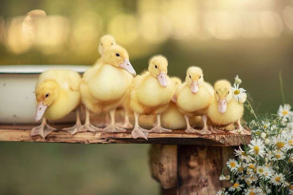 Photograph by Козел Марта