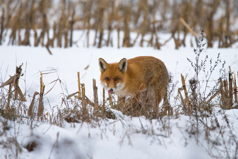 Photograph by Илья Ермакович