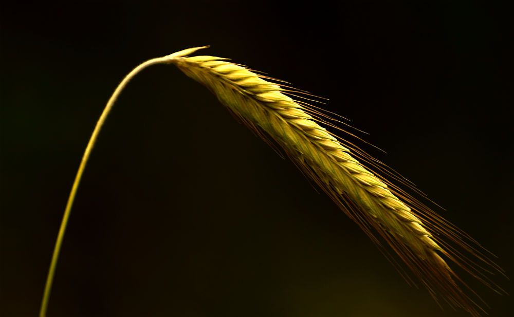 Photograph by Александр Шувалов