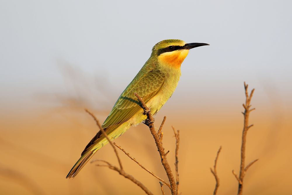 Photograph by Antonio