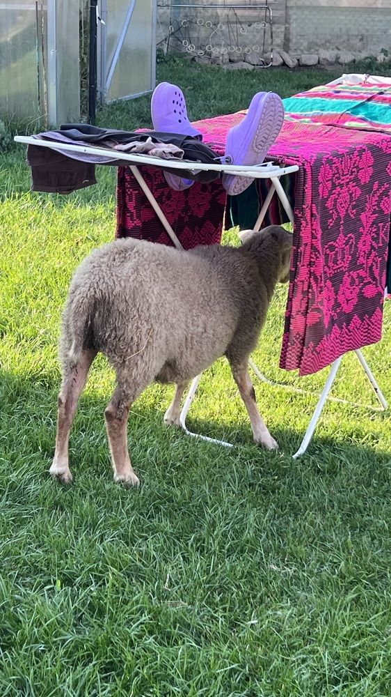 Фотография автора Наталья Васько -Черданцева