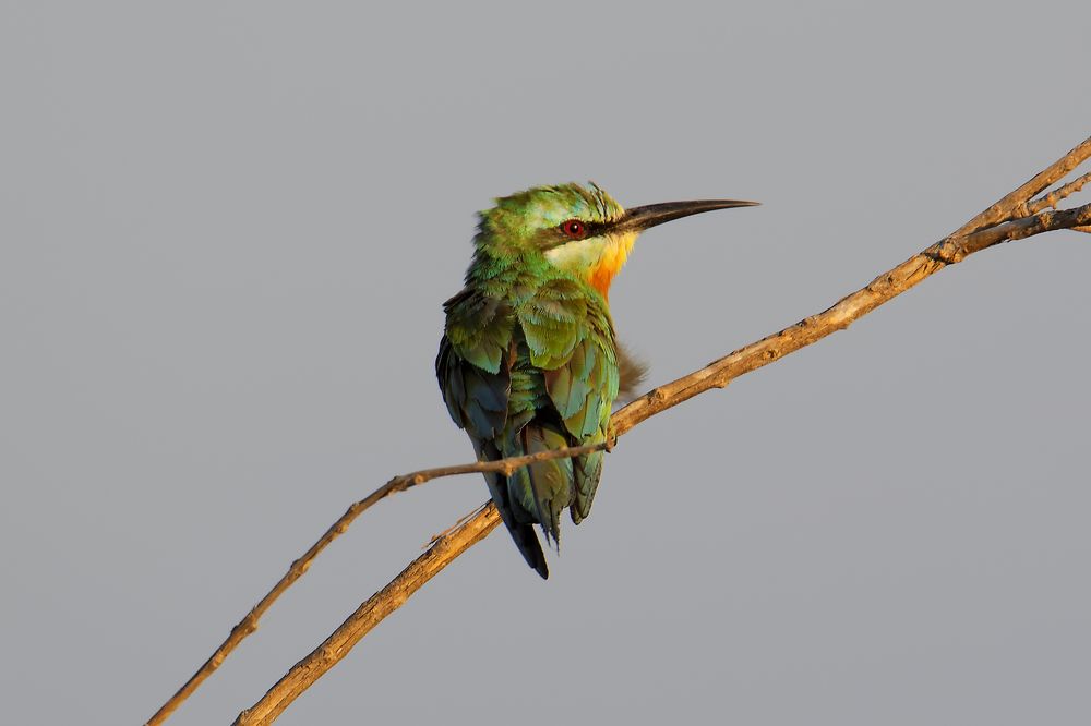 Photograph by Antonio