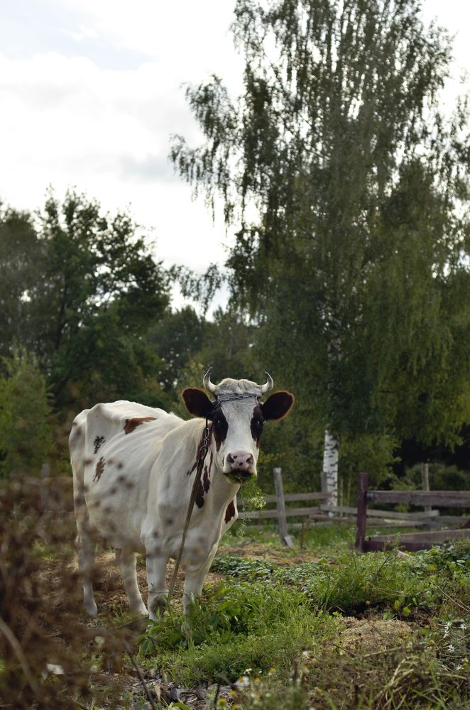 Photograph by Юлия Сидорова
