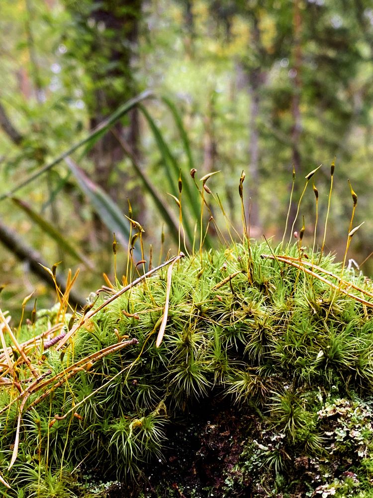 Photograph by Марат Болатханов