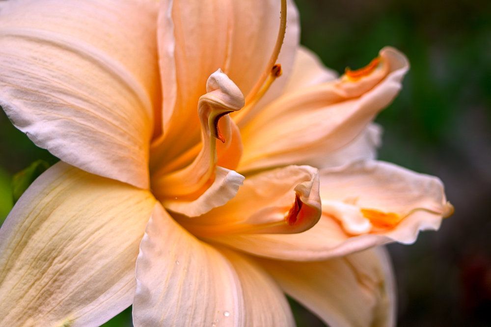 Photograph by A. G. Bisschop