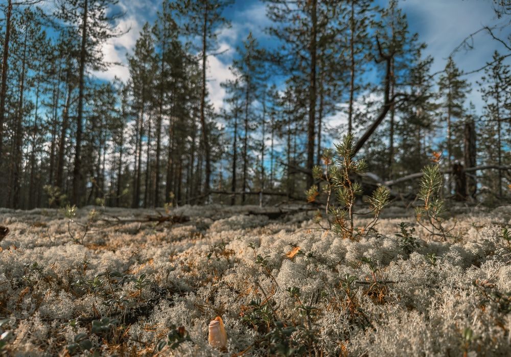 Photograph by Трушков Владислав