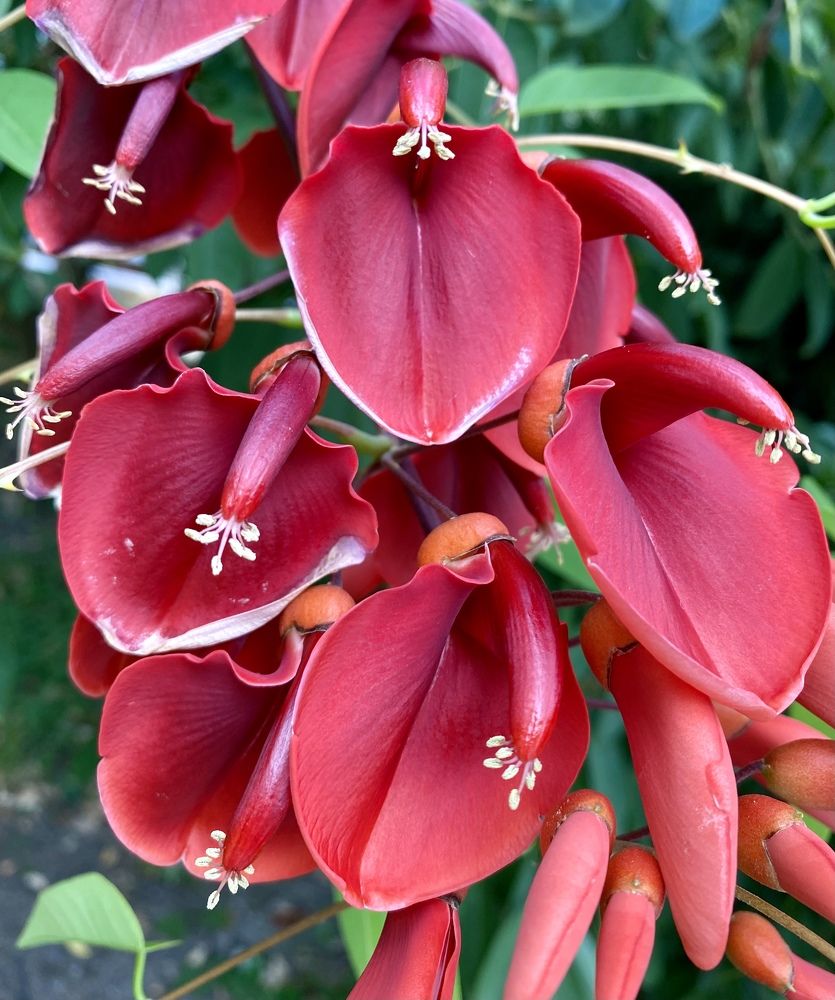 Загадочная Эритрина (Magic Erythrina)
