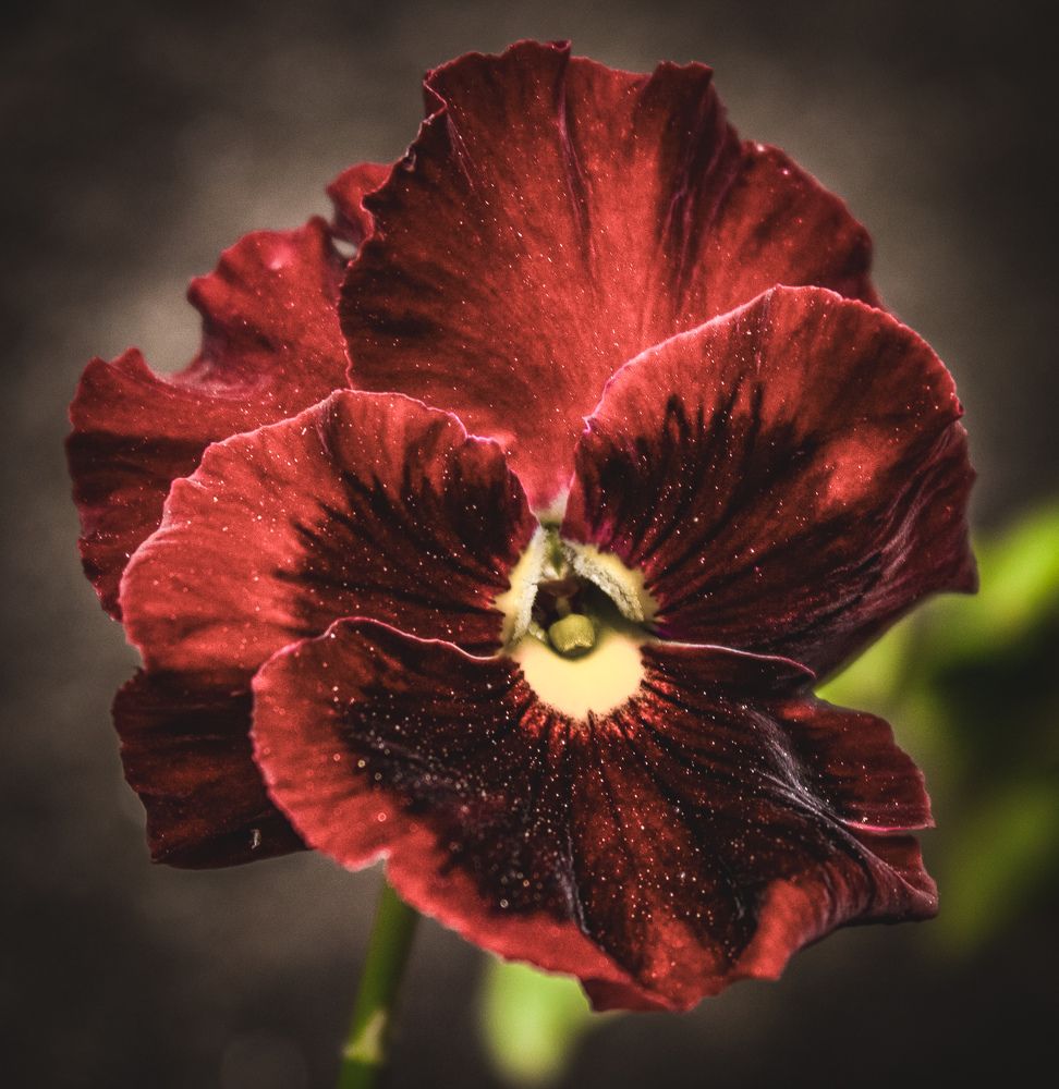 Photograph by Santosh Shrestha