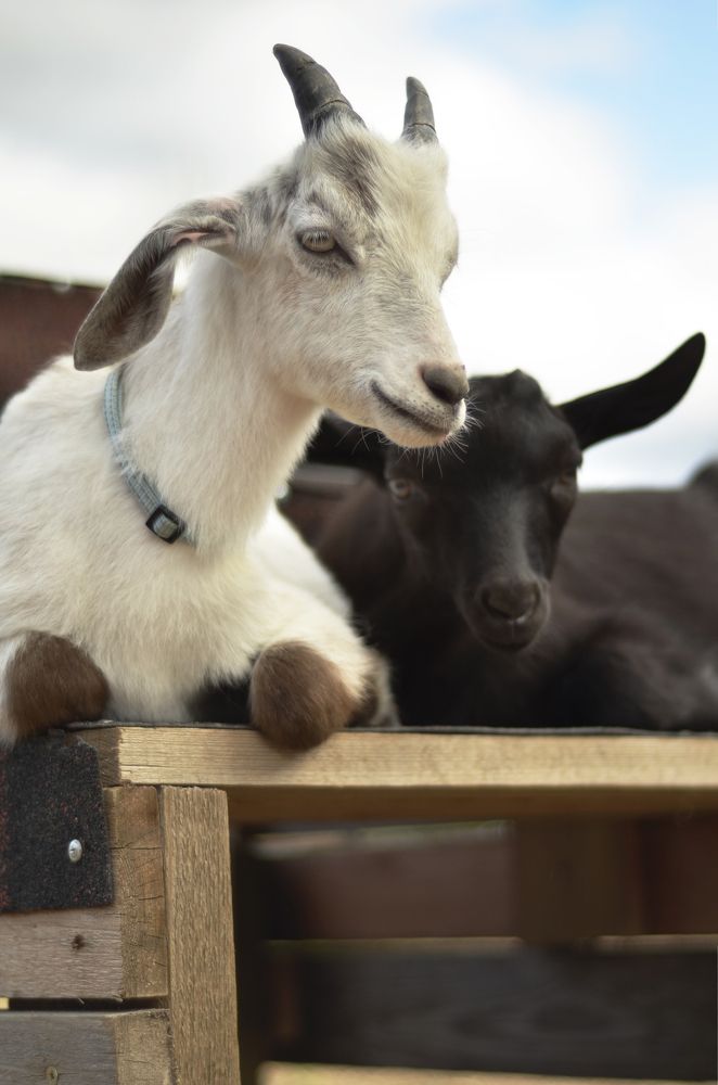 Photograph by Юлия Сидорова