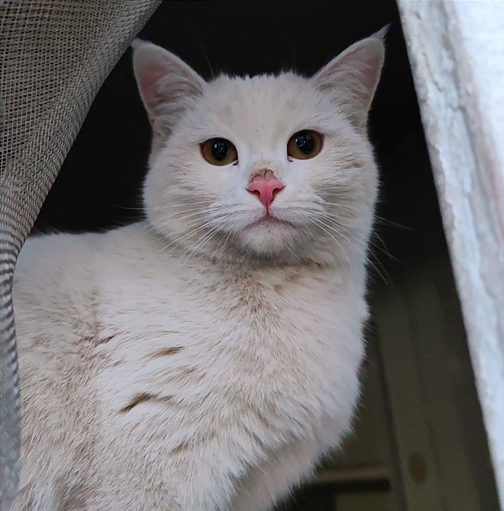 The white cat