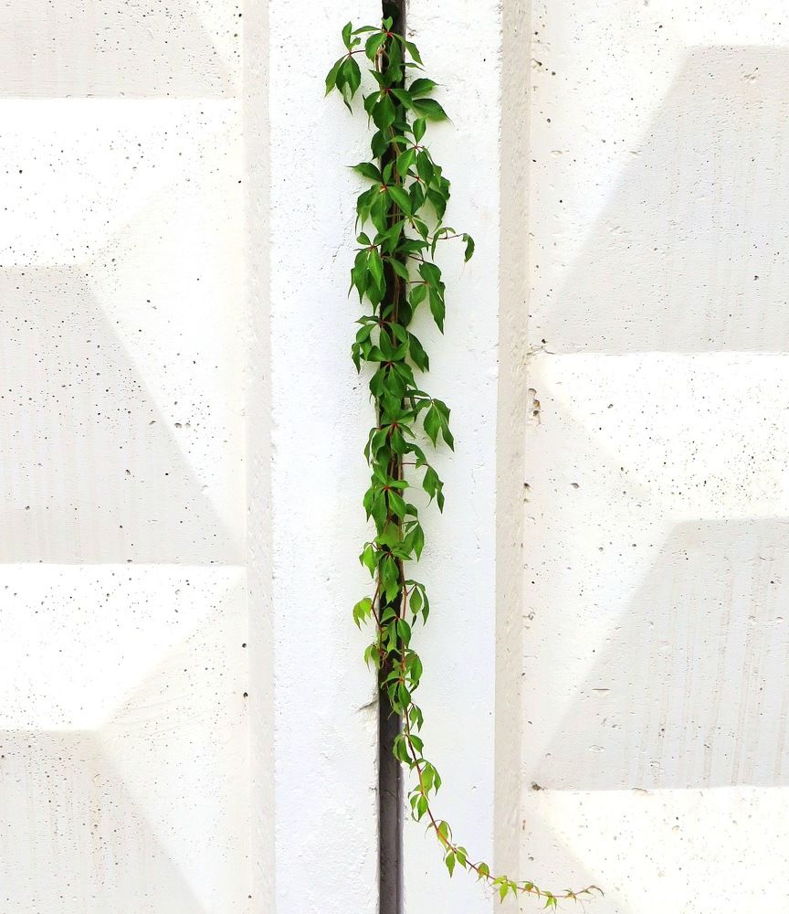 Не чувствуя преград