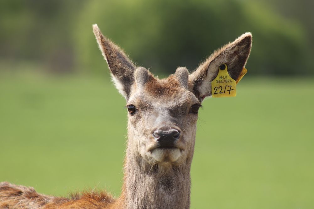 Фотография автора Edīte Ogorodnikova