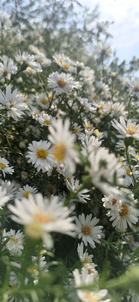 Photograph by Виорика Фоменко