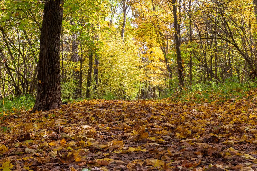 Photograph by Валерий Петухов