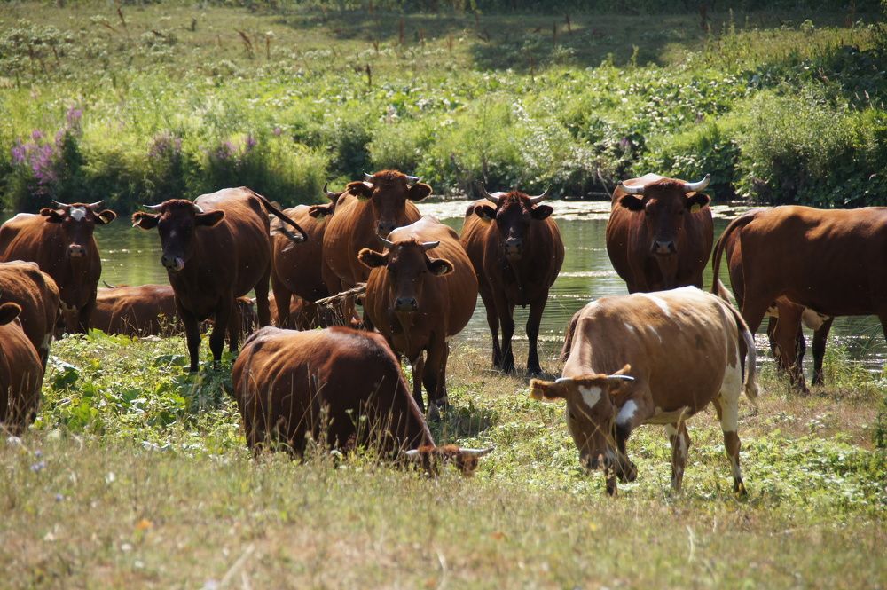 Коровы на выпасе