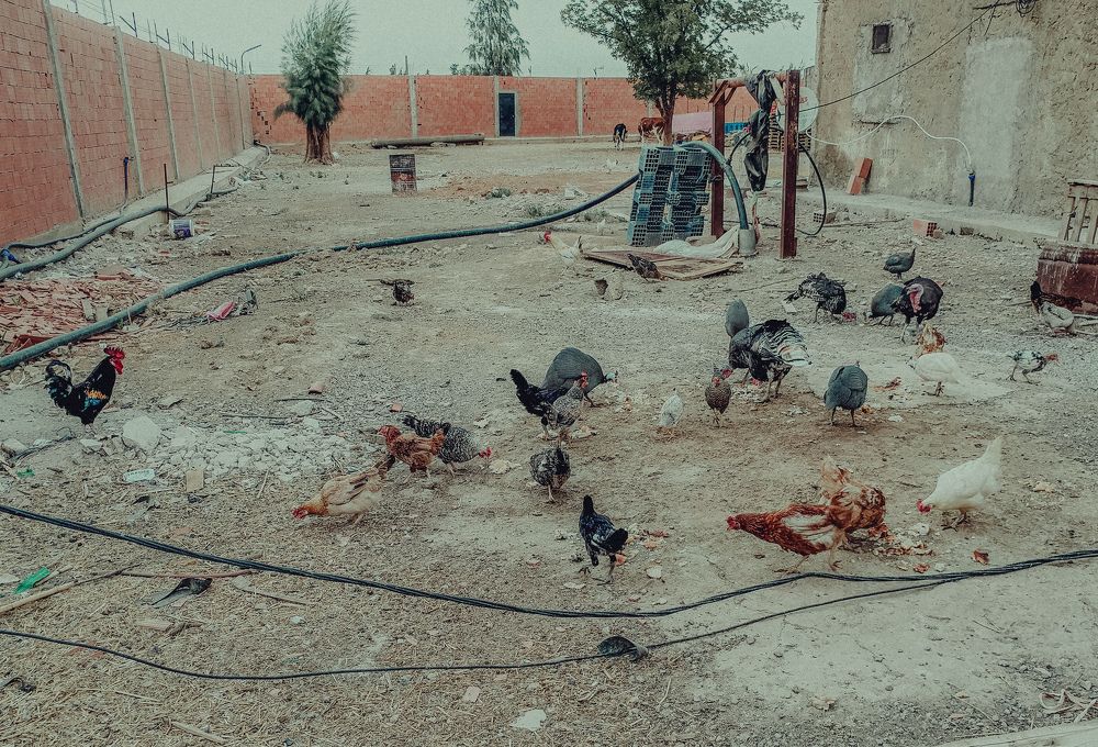 Фотография автора Fethi South Sider