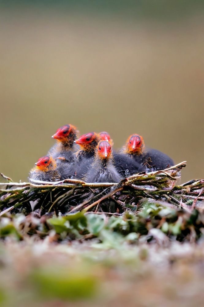 Photograph by Ambi Puvi