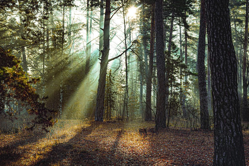 Фотография автора Сморчков Сергей