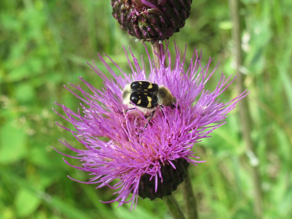 Photograph by Анна Шварц