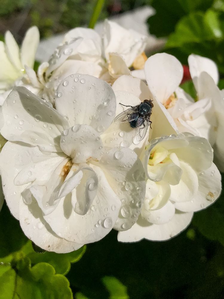 Photograph by Елена Сиушова