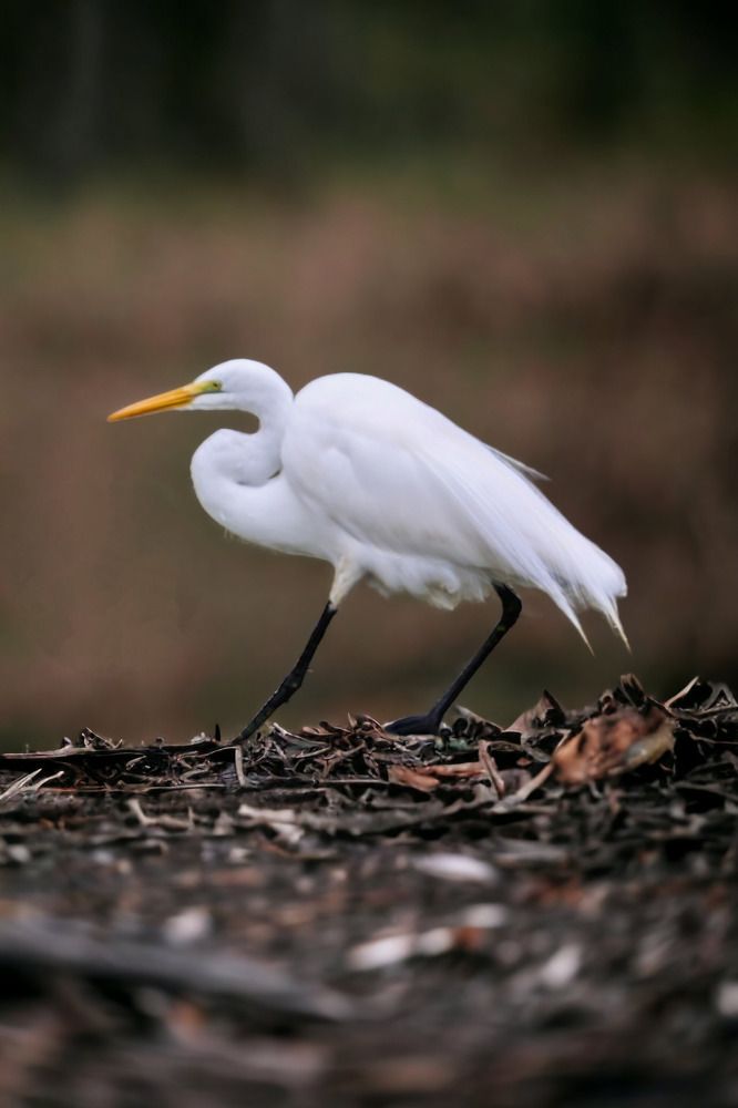 Photograph by Ambi Puvi