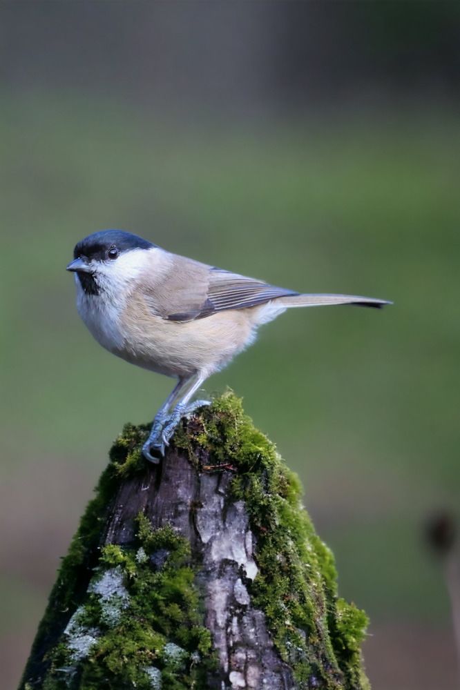 Photograph by Ambi Puvi