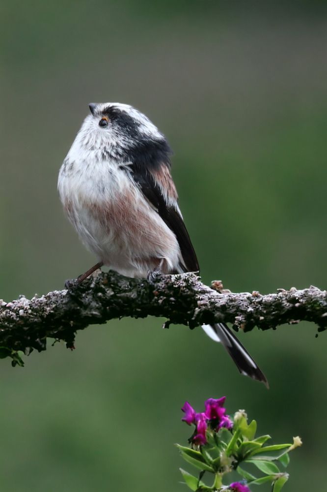 Photograph by Ambi Puvi