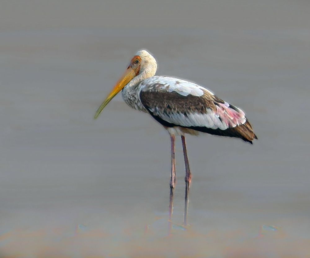 Photograph by Ambi Puvi