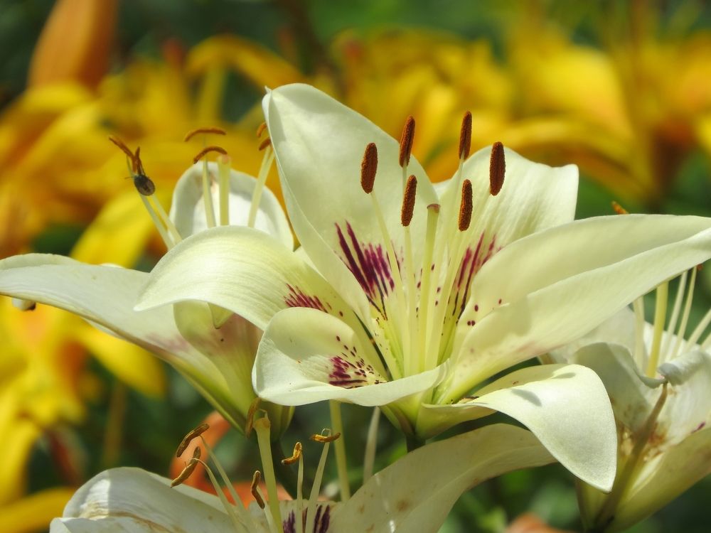 Белая лилия