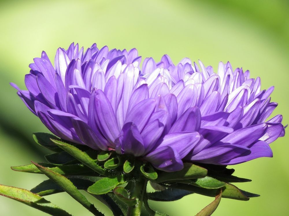 Цветок астры