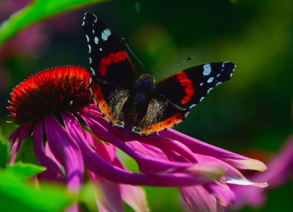 Фотография автора Альбина Хвастунова