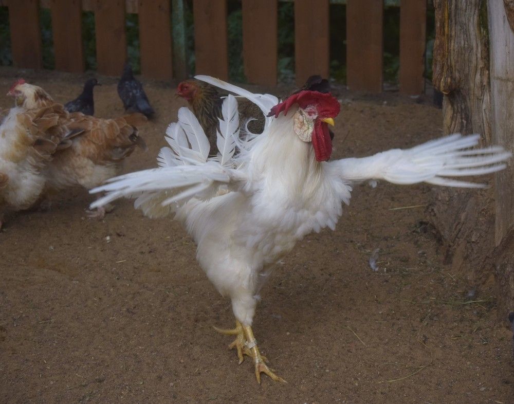 Фотография автора Альбина Хвастунова