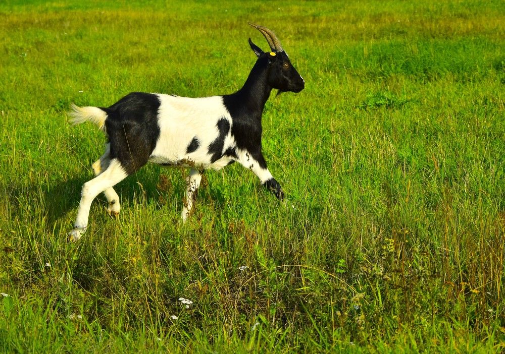 Фотография автора Альбина Хвастунова