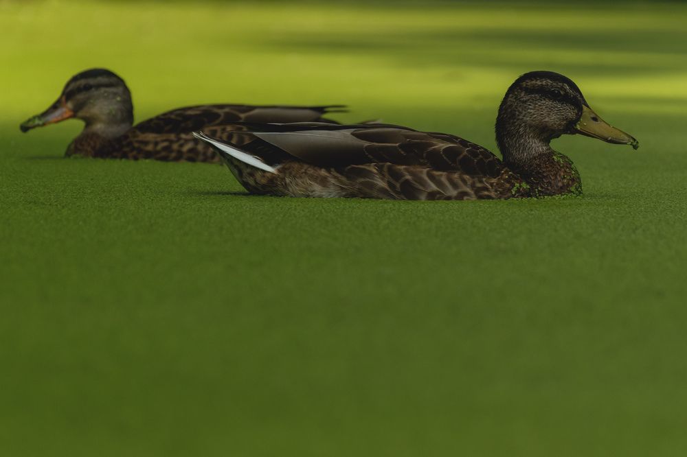 Photograph by Anton Leonchikov