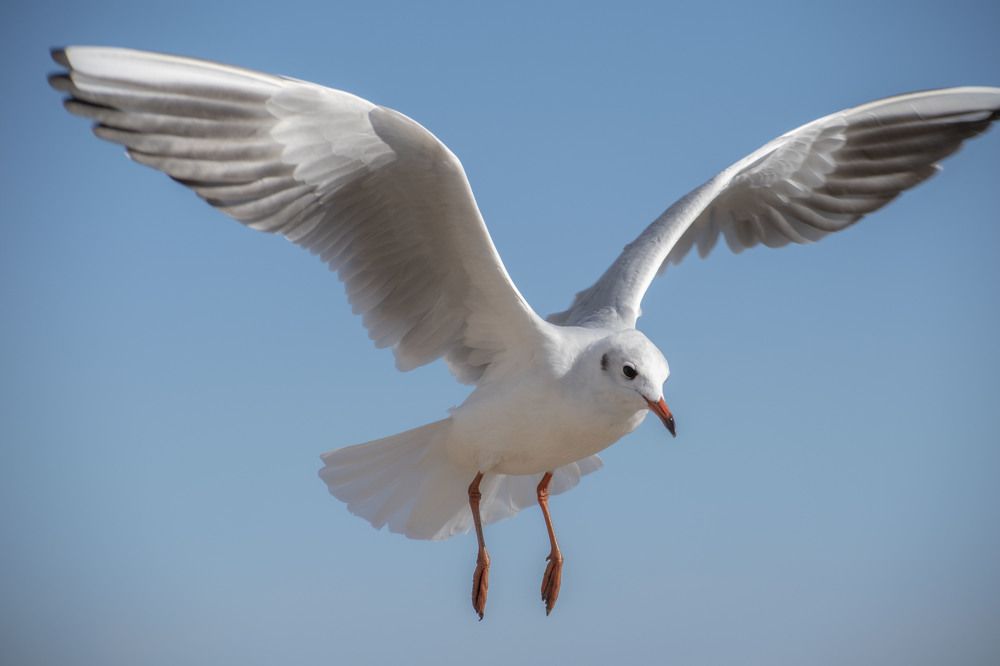 Photograph by Оксана Губанова