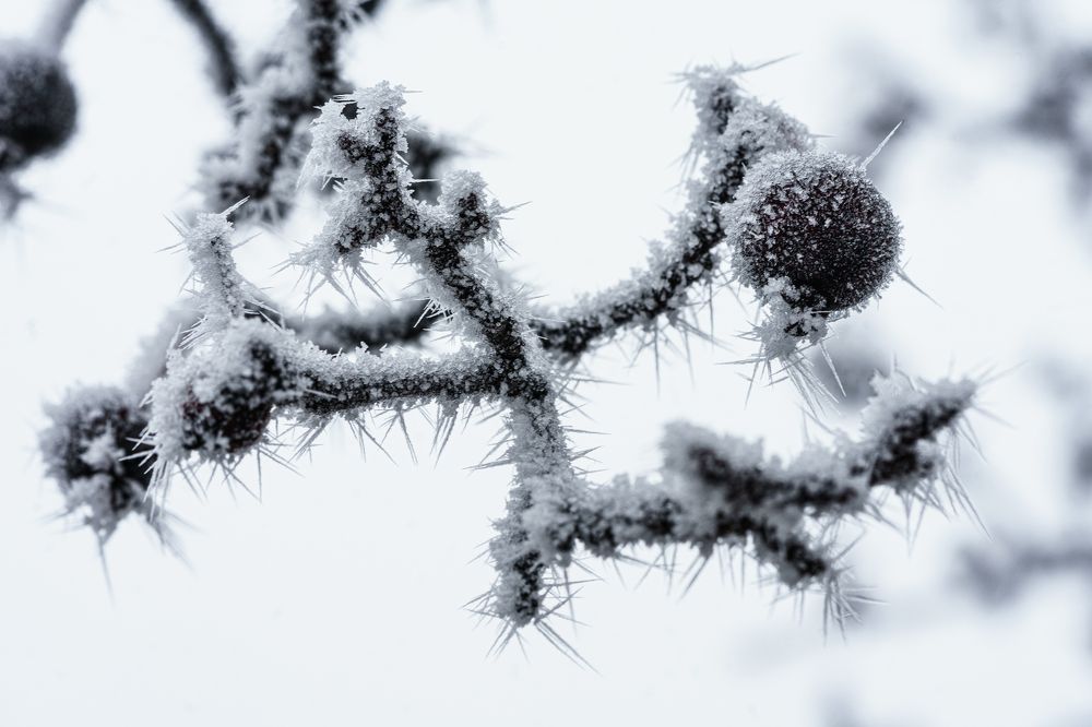 Фотография автора Julia A Caesar