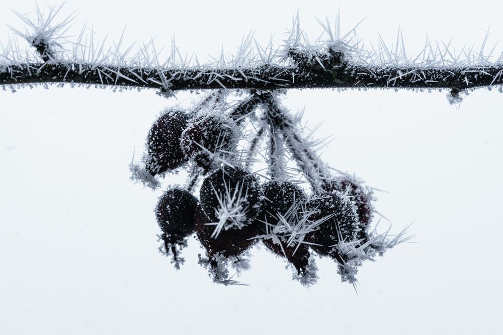 Фотография автора Julia A Caesar